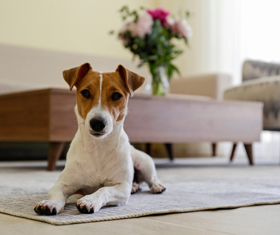 Is My Dog Covered?  Understanding Pet Coverage in Home Insurance