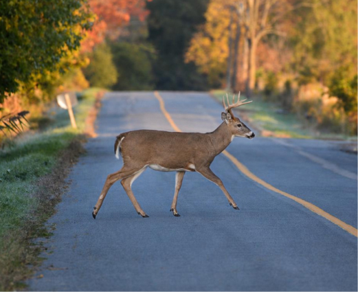 A white-tailed deer with antlers walks across a paved, two-lane rural road surrounded by autumn foliage - www.connollykroonandcompany.com